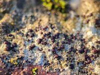 Sarcogyne regularis 2, Berijpte kroontjeskorst, Saxifraga-Ben Delbaere