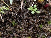 Scytinium gelatinosum