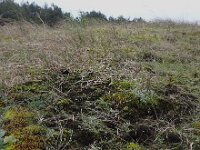 Scytinium pulvinatum