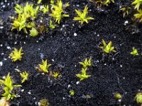 Scytinium pulvinatum 2, Fijn zwelmos, Saxifraga-Jelle van Dijk