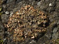 Solorina crocea 11, Saxifraga-Willem van Kruijsbergen