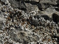 Squamarina lentigera 2, Saxifraga-Willem van Kruijsbergen