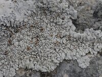 Squamarina lentigera 4, Saxifraga-Willem van Kruijsbergen