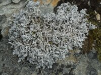 Stereocaulon saxatile