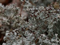 Stereocaulon tomentosum 10, Behaard korrelloof, Saxifraga-Willem van Kruijsbergen