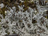 Stereocaulon tomentosum 2, Behaard korrelloof, Saxifraga-Willem van Kruijsbergen