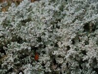 Stereocaulon tomentosum 3, Behaard korrelloof, Saxifraga-Willem van Kruijsbergen