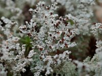 Stereocaulon tomentosum 9, Behaard korrelloof, Saxifraga-Willem van Kruijsbergen