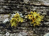 Teloschitus chrysophthalmus