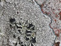 Tephromela atra 1, Zwarte schotelkorst, Saxifraga-Rutger Barendse