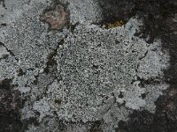 Tephromela atra 2, Zwarte schotelkorst, Saxifraga-Jan van der Straaten