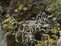 Thamnolia vermicularis 2, Saxifraga-Willem van Kruijsbergen