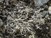 Thamnolia vermicularis 3, Saxifraga-Willem van Kruijsbergen