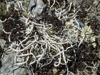 Thamnolia vermicularis 4, Saxifraga-Willem van Kruijsbergen