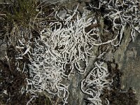 Thamnolia vermicularis 5, Saxifraga-Willem van Kruijsbergen