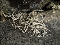 Thamnolia vermicularis 7, Saxifraga-Willem van Kruijsbergen