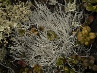 Thamnolia vermicularis 8, Saxifraga-Willem van Kruijsbergen