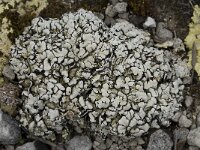 Toninia caeruleo-nigricans 3, Saxifraga-Willem van Kruijsbergen