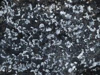 Toninia sedifolia 4, Saxifraga-Willem van Kruijsbergen