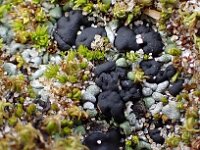 Toninia sedifolia 5, Kalkblaaskorst, Saxifraga-Jelle van Dijk