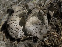 Umbilicaria crustulosa