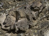 Umbilicaria crustulosa 2, Saxifraga-Willem van Kruijsbergen