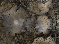 Umbilicaria crustulosa 4, Saxifraga-Willem van Kruijsbergen