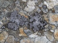 Umbilicaria cylindrica