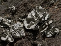 Umbilicaria cylindrica 13, Saxifraga-Willem van Kruijsbergen