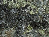 Umbilicaria cylindrica 2, Saxifraga-Willem van Kruijsbergen