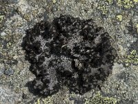 Umbilicaria cylindrica 3, Saxifraga-Willem van Kruijsbergen