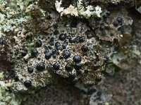 Umbilicaria cylindrica 4, Saxifraga-Willem van Kruijsbergen