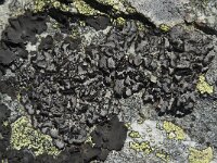 Umbilicaria cylindrica 7, Saxifraga-Willem van Kruijsbergen