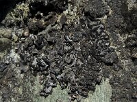 Umbilicaria cylindrica 9, Saxifraga-Willem van Kruijsbergen