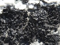 Umbilicaria decussata