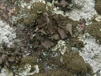 Umbilicaria deusta 10, Hunebed-navelmos, Saxifraga-Jan van der Straaten