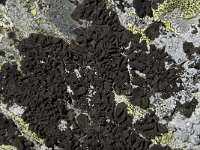 Umbilicaria polyphylla 2, Saxifraga-Willem van Kruijsbergen