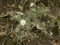 Usnea florida