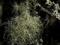 Usnea glabrescens