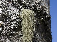 Usnea subfloridana