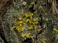 Vulpicida pinastri 2, Geel boerenkoolmos, Saxifraga-Willem van Kruijsbergen