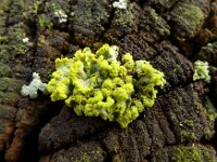Vulpicida pinastri 3, Geel boerenkoolmos, Saxifraga-Jelle van Dijk