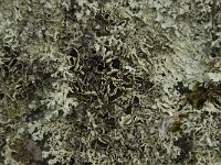 Xanthoparmelia somloensis