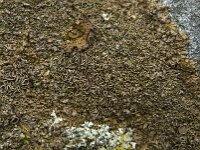 Xanthoparrmelia pulla