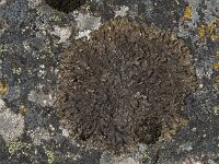 Xanthoparmelia pulla 2, Donkerbruin dijkschildmos, Saxifraga-Willem van Kruijsbergen