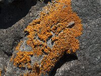 Xanthoria elegans 10, Rood dooiermos, Saxifraga-Jan van der Straaten