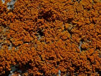 Xanthoria elegans 3, Rood dooiermos, Saxifraga-Willem van Kruijsbergen