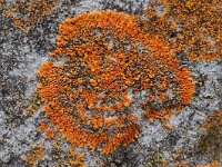 Xanthoria elegans 4, Rood dooiermos, Saxifraga-Willem van Kruijsbergen