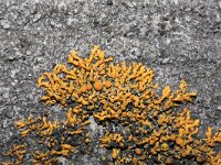 Xanthoria elegans 7, Rood dooiermos, Saxifraga-Rutger Barendse