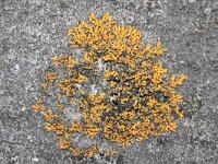 Xanthoria elegans 8, Rood dooiermos, Saxifraga-Rutger Barendse